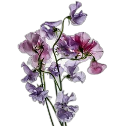 Sweet Pea